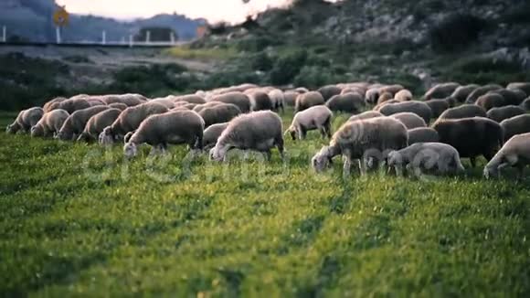 草地上的羊群视频的预览图