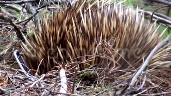 澳大利亚袋鼠岛在内陆游览近距离观看一只害羞的棘皮动物视频的预览图