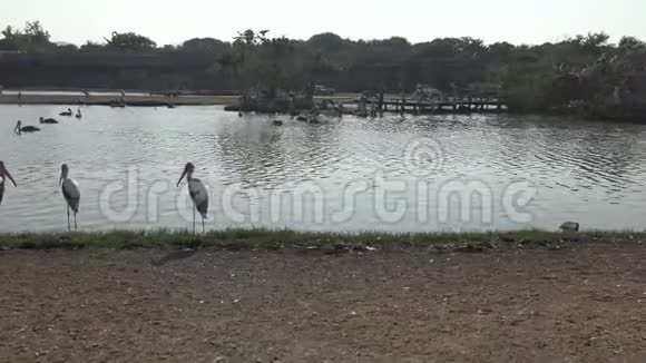 4k非洲马拉布和画鹳鸟在池塘内狩猎旅行视频的预览图