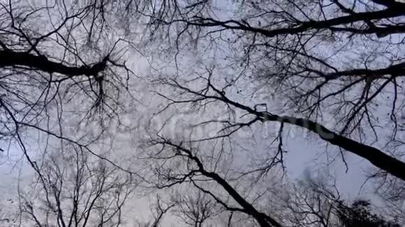 4K大风天气下冬天仰望橡树视频的预览图