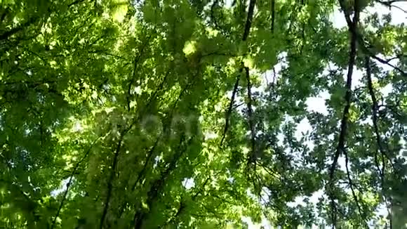 绿色树景底部向上旋转视频的预览图