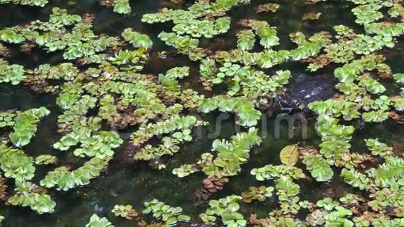 海龟在池塘里游泳视频的预览图