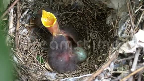 双鸟宝宝住在巢里视频的预览图