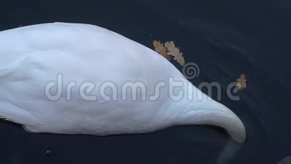 一只白天鹅在城市公园的池塘里游泳视频的预览图
