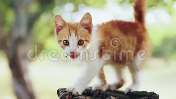 公园树桩上的一只姜小猫视频的预览图
