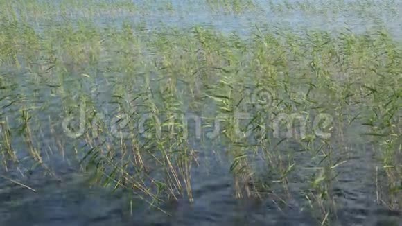 芦苇在湖面上阳光明媚的夏天早晨芬兰视频的预览图