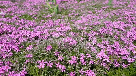 春天阳光草坪上的粉红美丽的自然花卉假日背景近距离微风阳光明媚充满活力视频的预览图