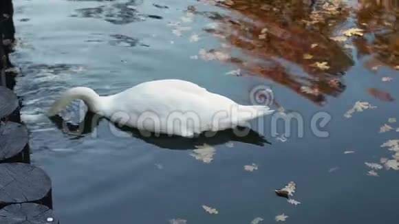 一只白天鹅在城市公园的池塘里游泳视频的预览图