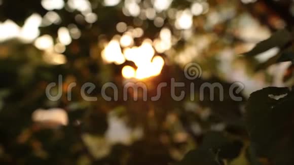 在树叶中散发出夏日的光芒抽象背景视频的预览图