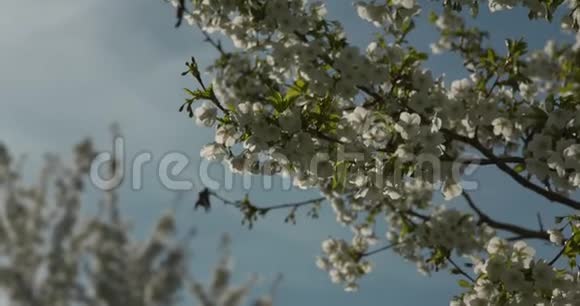 蜜蜂采集花蜜在树上轮询一朵白花慢镜头与蓝天背景视频的预览图