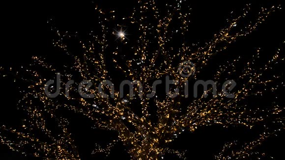 夜晚明亮的圣诞树视频的预览图