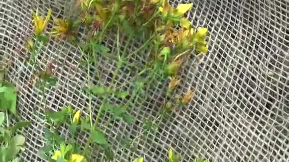 圣约翰在田里捡来的麦草夏季采药用植物全景动议视频的预览图