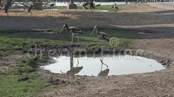 4K非洲马拉布和彩绘鹳鸟在野生动物园的池塘里旅行视频的预览图