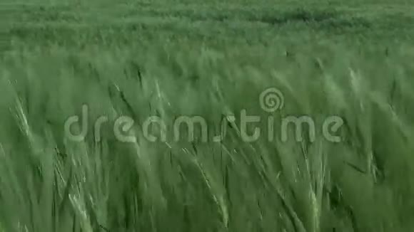 绿色黑麦视频的预览图
