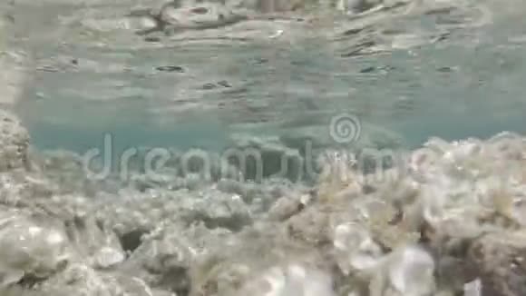 水下录像海洋中的藻类花园视频的预览图