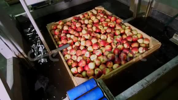 果生产装置中洗苹果的过程把苹果浸入水中的木箱视频的预览图