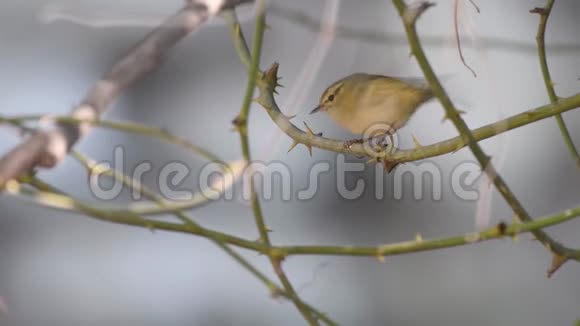 柠檬碾碎的黄莺视频的预览图