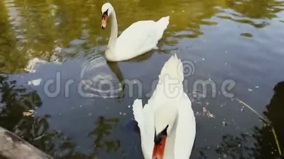 特写人类用手喂两只有青草的白色天鹅白色天鹅从手中漂浮和吃视频的预览图