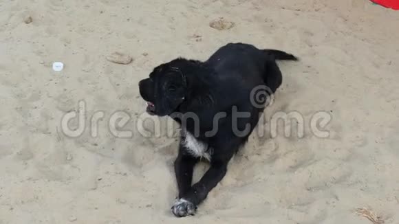 宠物两只狗在沙子上互相玩耍和嗅嗅特写视频的预览图