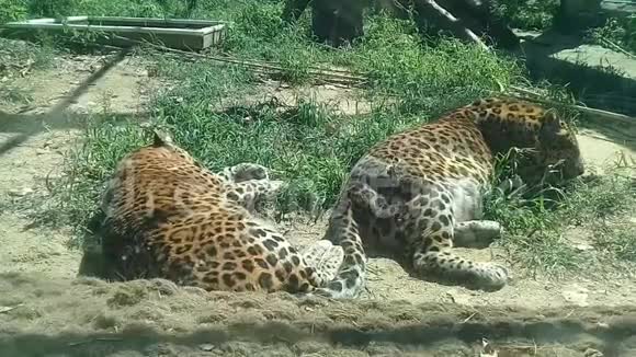 两只猎豹老虎在地上休息视频的预览图