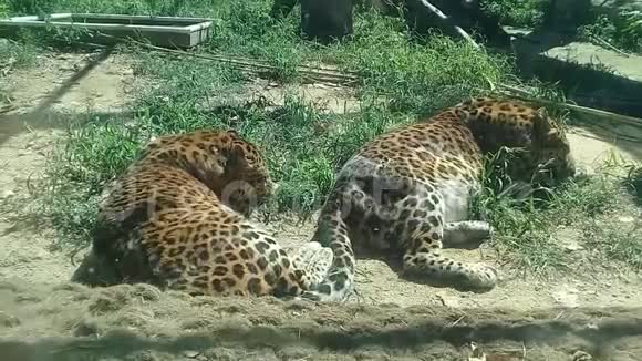 两只猎豹老虎在地上休息视频的预览图