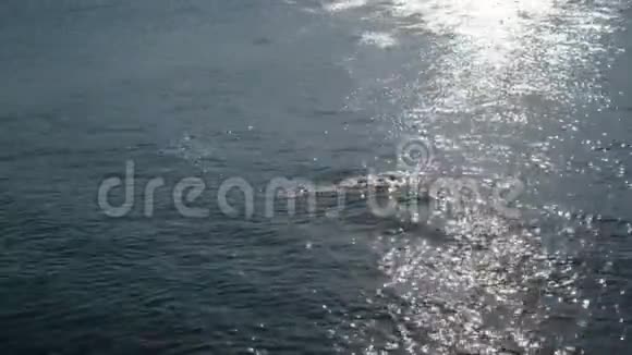 公海海洋游泳者顶级视角无人机空中远距离视频的预览图
