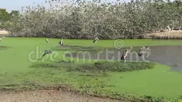 4K非洲马拉布和彩绘鹳鸟在河中的野生旅行视频的预览图