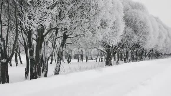 在公园里一个在冬天白雪覆盖的树木背景下奔跑的体育孤独女孩视频的预览图