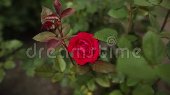花园里美丽温柔的红玫瑰晚上的时间视频的预览图