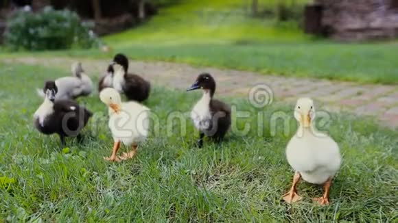 公园里鹅卵石小路旁的一片绿草上的小鸭子和野鸭妈妈视频的预览图