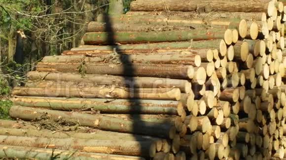 木头大堆的剪树干圆木欧洲云杉树皮甲虫入侵和攻击的云杉林视频的预览图