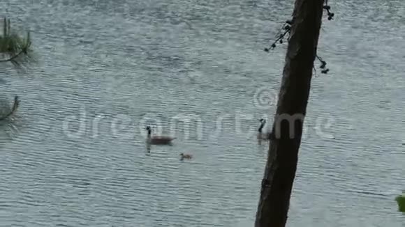 乔治亚州布福德大坝公园一群鹅群在查塔霍切河上游动着一只鹅视频的预览图