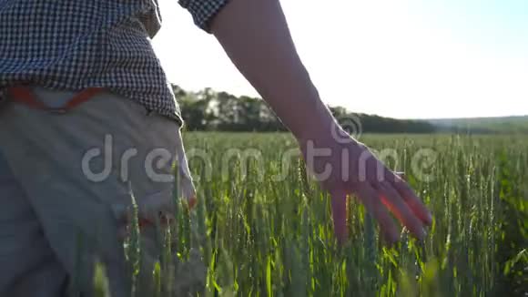 在阳光明媚的日子里雄性的手紧紧地抓着生长在草地上的小麦年轻的农民穿过谷物视频的预览图