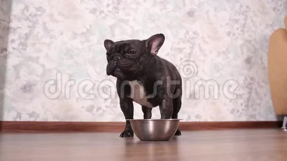 狗从地板上的碗里吃狗粮视频的预览图