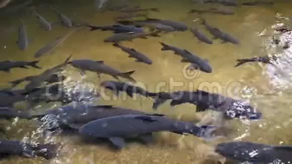 摩诃萨芭科学名Neolissochilus群鱼正在晶莹剔透的瀑布中游动视频的预览图