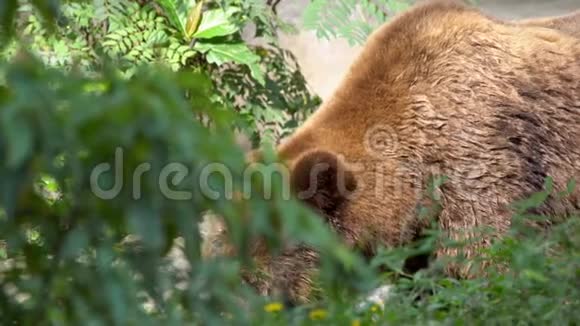慢动作接近一只野棕熊自由地穿过树林视频的预览图