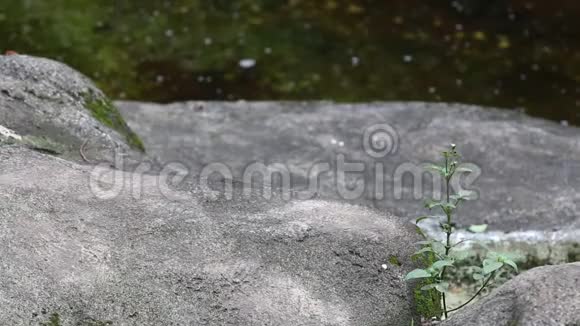 成年福沙黑熊的爪在动物园的岩石上行走视频的预览图