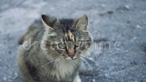 一只猫坐在人行道上看鸟视频的预览图