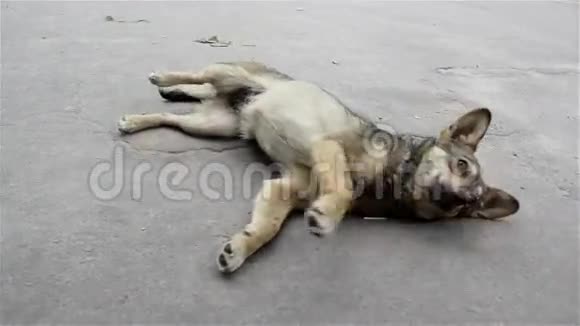狗躺在路上视频的预览图