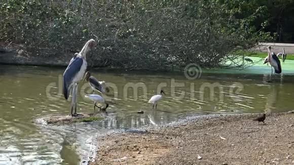 4K非洲马拉布和彩绘鹳鸟在河中的野生旅行视频的预览图
