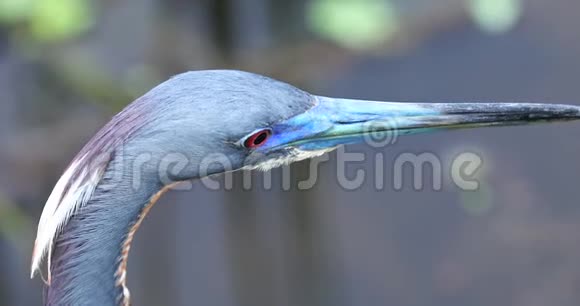 小蓝鹭鸟头佛罗里达美国视频的预览图