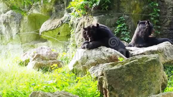 亚洲黑熊躺在岩石上和另一只黑熊舔着脚视频的预览图