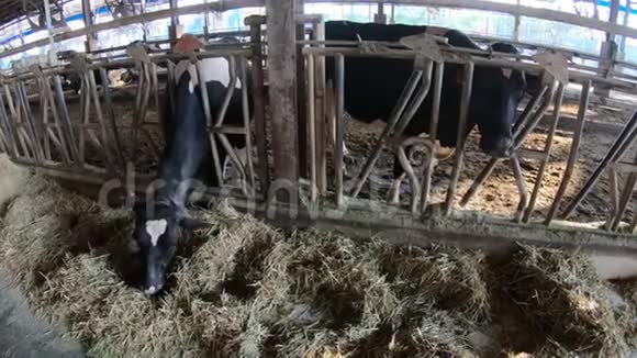 4K现代农场奶牛饲养过程家畜吃干草视频的预览图