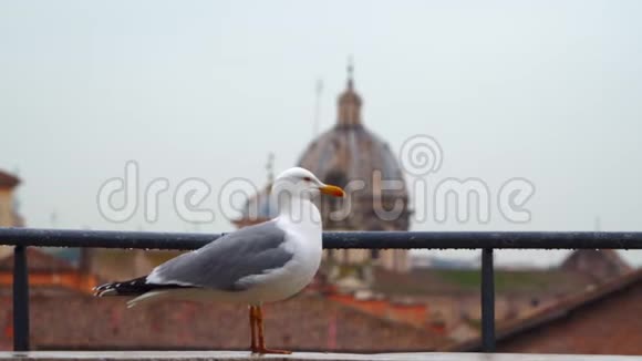 罗马的海鸥以神庙穹顶为背景视频的预览图