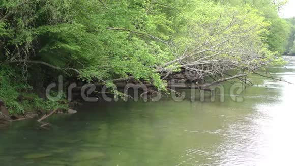 乔治亚州布福德大坝公园一棵死树挂在查塔霍切河上视频的预览图