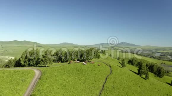空中观景野马奔跑在背景山的草原上奔跑的马群日落视频的预览图
