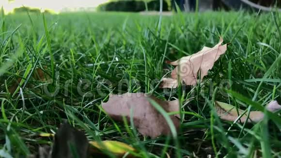 在刮风的日子枯叶躺在绿草中视频的预览图