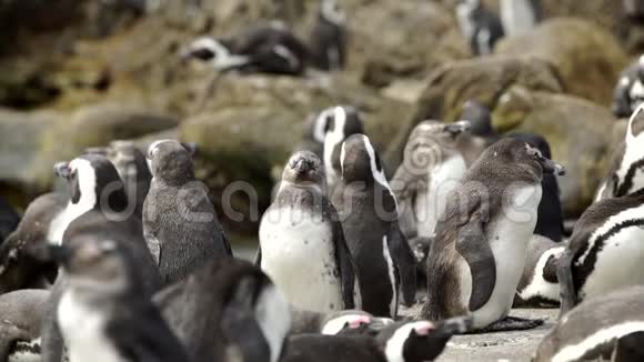 企鹅群在岩石上视频的预览图