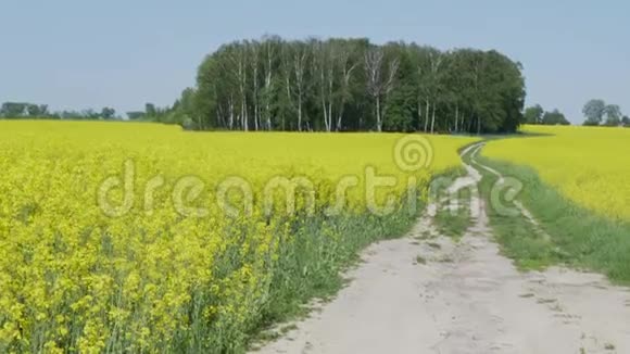蜿蜒的乡村道路穿过一片黄色的油菜田视频的预览图