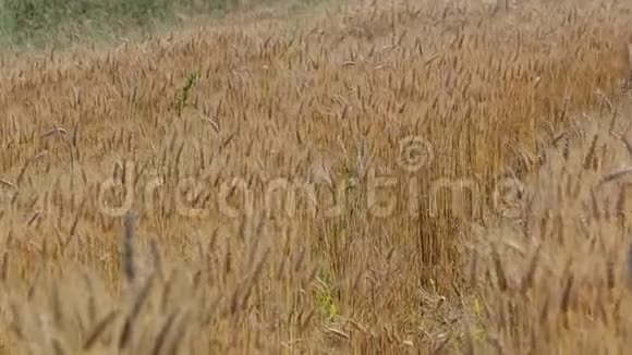 成熟小麦的田地视频的预览图